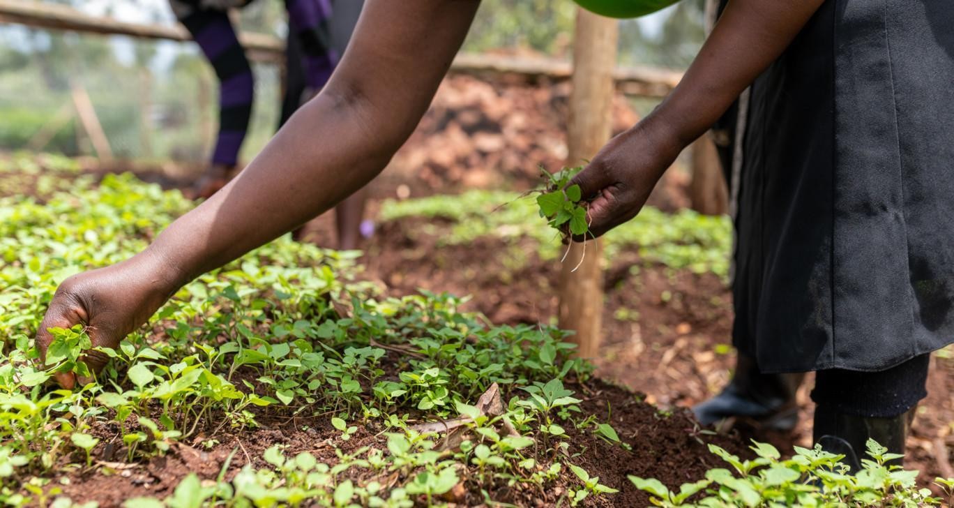 In the picture, there are Kenyan women harvesting crops