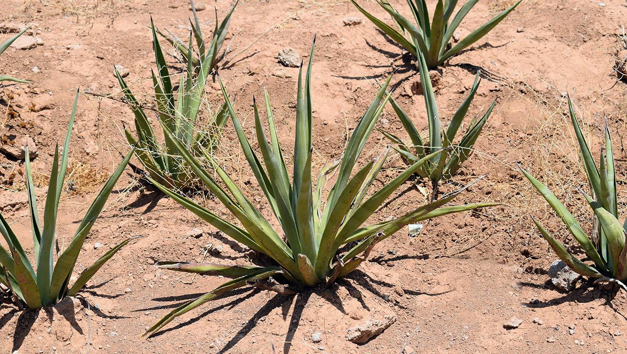Sisal-kasveja kuivassa Somalimaassa