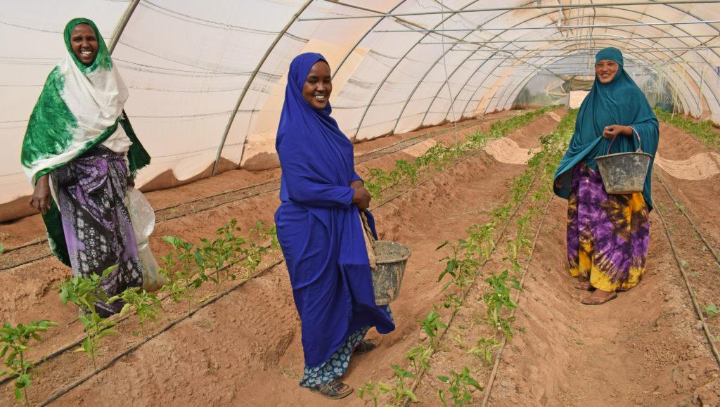 Naiset pystyivät hankkimaan maanhallintaoikeuden maille, joilla heidän osuuskuntansa kasvihuoneet sijaitsevat. Kuva: Siru Aura