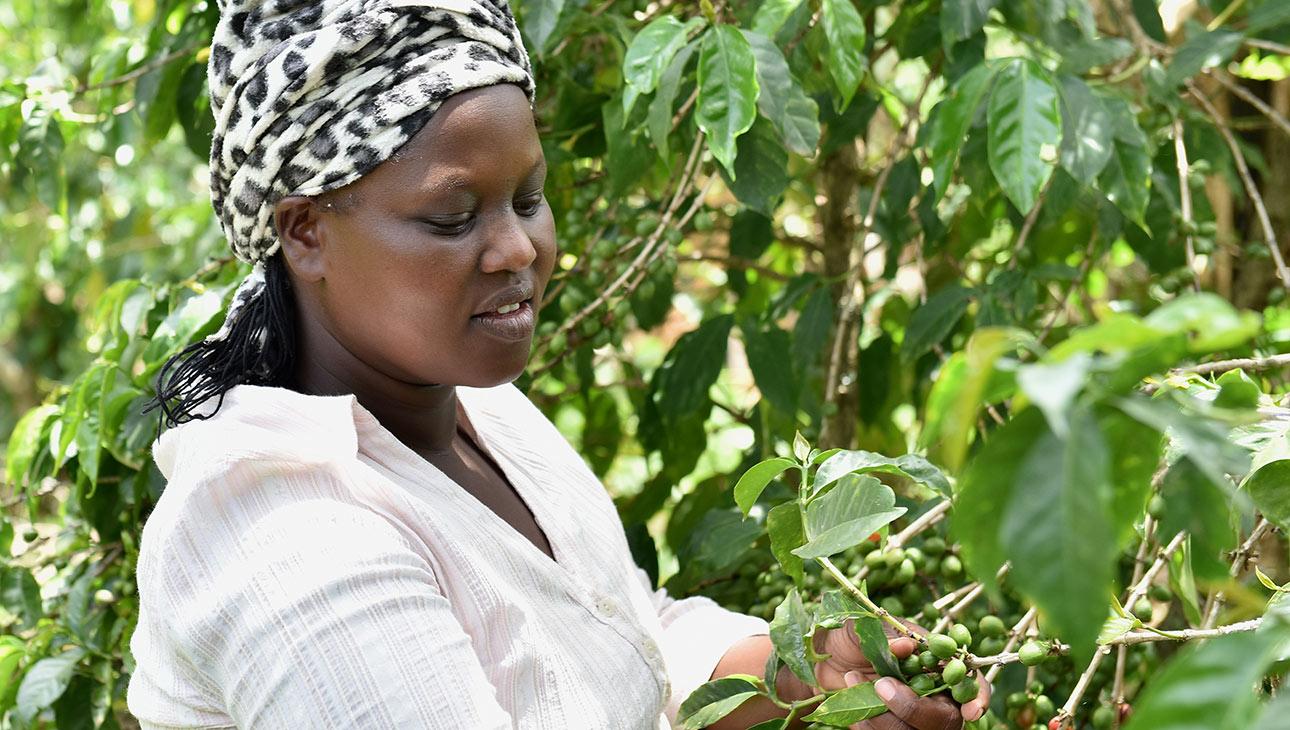 Kenialainen Zeddy Rotich työskentelee Reilun kaupan kahvinviljelijänä.