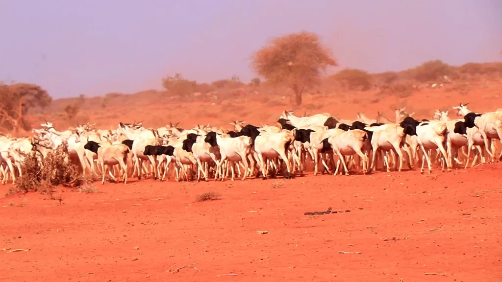 Karjaa Somalimaassa