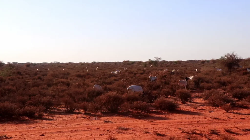 Lehmiä savannilla