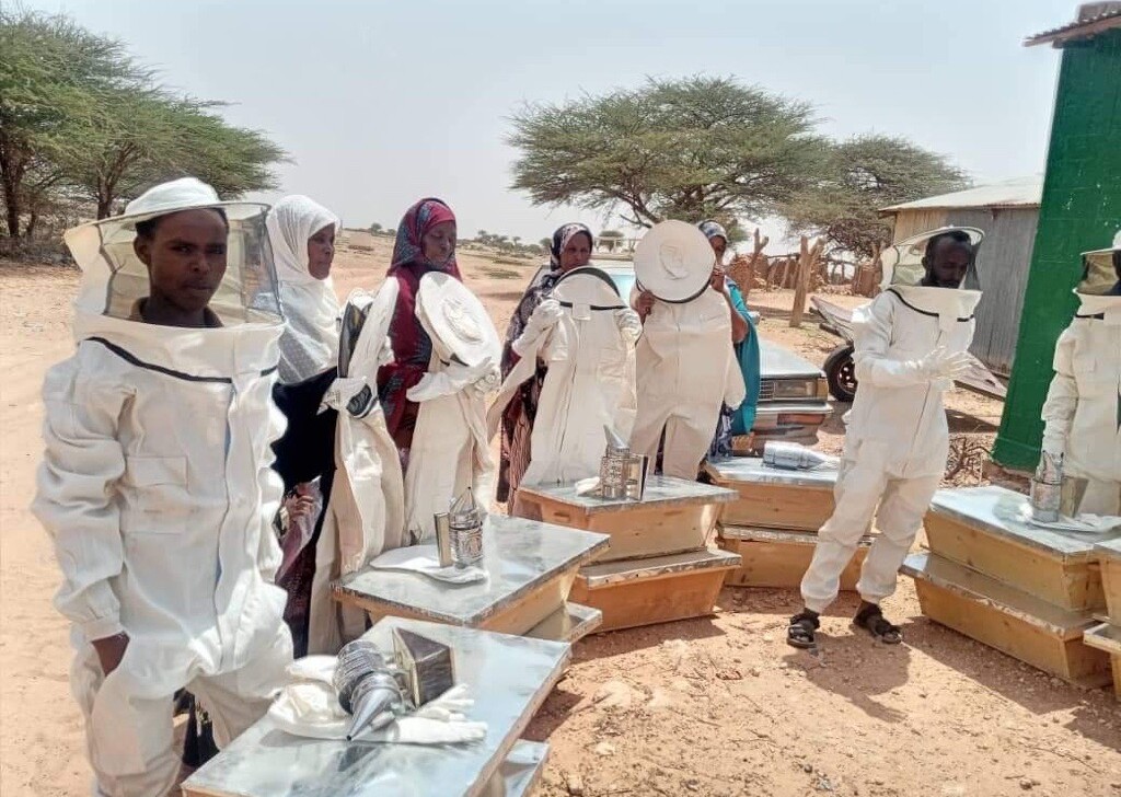 Kuvassa joukko somalimaalaisia mehiläistarhureita suojapuvuissa työskentelee mehiläispesien äärellä