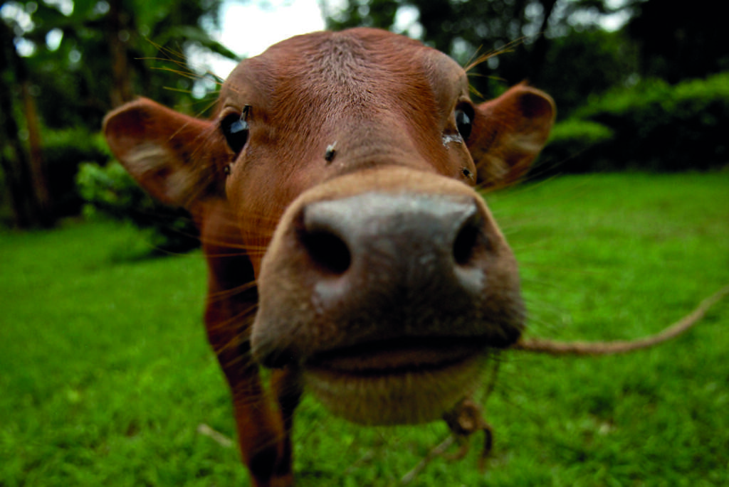 A life-changing cow | Solidaarisuus